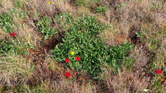 Оренбуржцев ждет крупный штраф за букет первоцветов