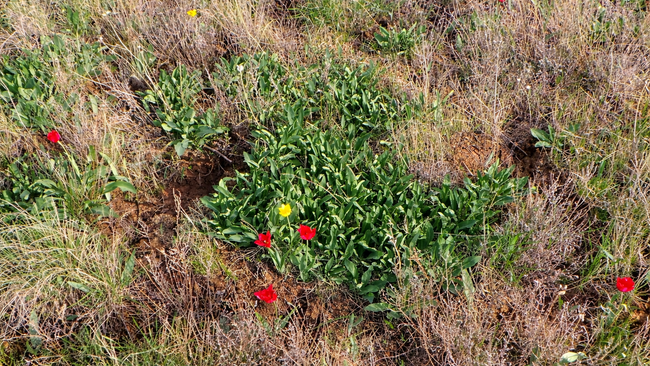 Оренбуржцев ждет крупный штраф за букет первоцветов
