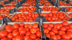 В Соль-Илецке пресекли ввоз очередной партии зараженных томатов