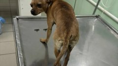 В одном из сел Соль-Илецкого округа жительница пожаловалась на нападение соседского алабая на ее собаку