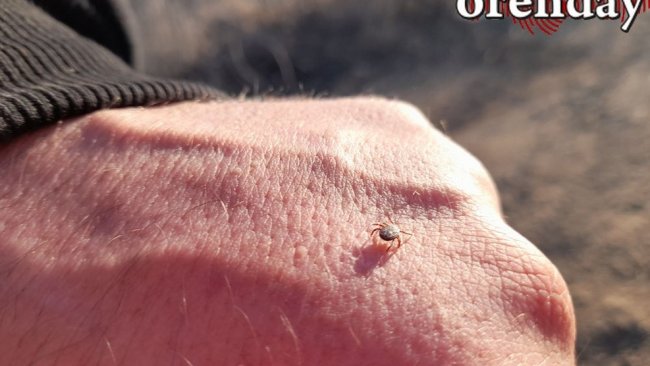 В Оренбуржье открыли горячую линию по клещам