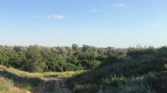 В Соль-Илецком округе на три недели ограничат посещение лесов