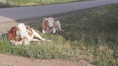 В Соль-Илецком округе введен карантин: в селе Тамар-Уткуль выявили четыре очага бруцеллеза