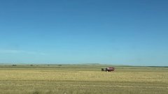 Фермер из Соль-Илецкого округа спилил сосны для сторожки арбузного поля