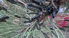 В Соль-Илецком округе продлили ограничения в лесах из-за обработки хвойных насаждений от вредителя