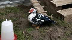 Под Соль-Илецком сельчанка похитила трёх уток и 49 инкубационных яиц из соседского сарая