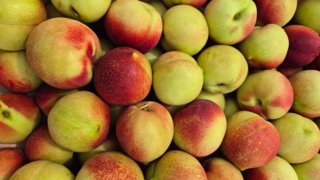 В Соль-Илецке к продаже не допустили тонны зараженных нектаринов из Узбекистана