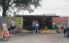 Соль-Илецк вывел Оренбуржье на первое место в стране по выращиванию арбузов