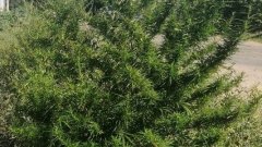 В Соль-Илецке проверяют огороды и пустыри на наличие запрещенных к возделыванию растений