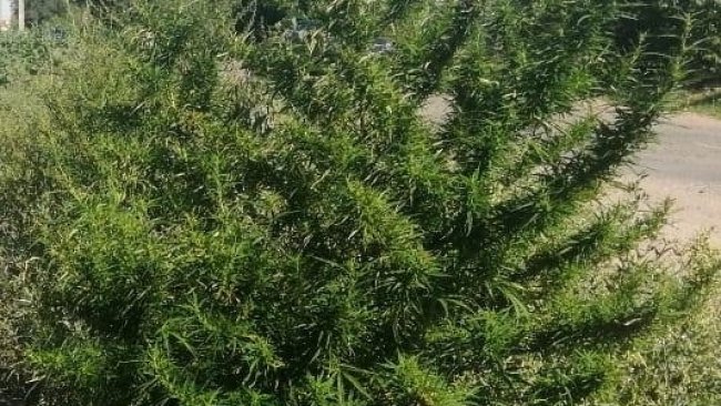 В Соль-Илецке проверяют огороды и пустыри на наличие запрещенных к возделыванию растений
