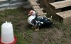 В Соль-Илецке вынесен приговор женщине за кражу уток и яиц из соседского сарая