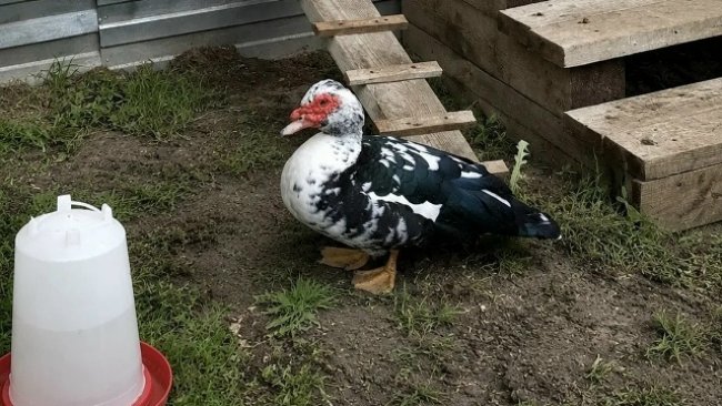 В Соль-Илецке вынесен приговор женщине за кражу уток и яиц из соседского сарая