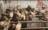 С 1 сентября оренбургские куры должны явиться в МФЦ?