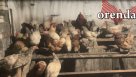 С 1 сентября оренбургские куры должны явиться в МФЦ?