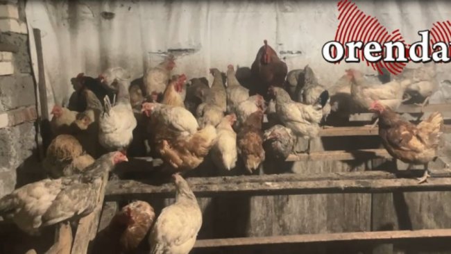 С 1 сентября оренбургские куры должны явиться в МФЦ?