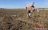 В Соль-Илецке вслед за курортным сезоном заканчивается и бахчевой