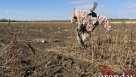В Соль-Илецке вслед за курортным сезоном заканчивается и бахчевой