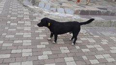 В Соль-Илецке через суд требуют 50 000 рублей за нападение бездомной собаки на ребенка