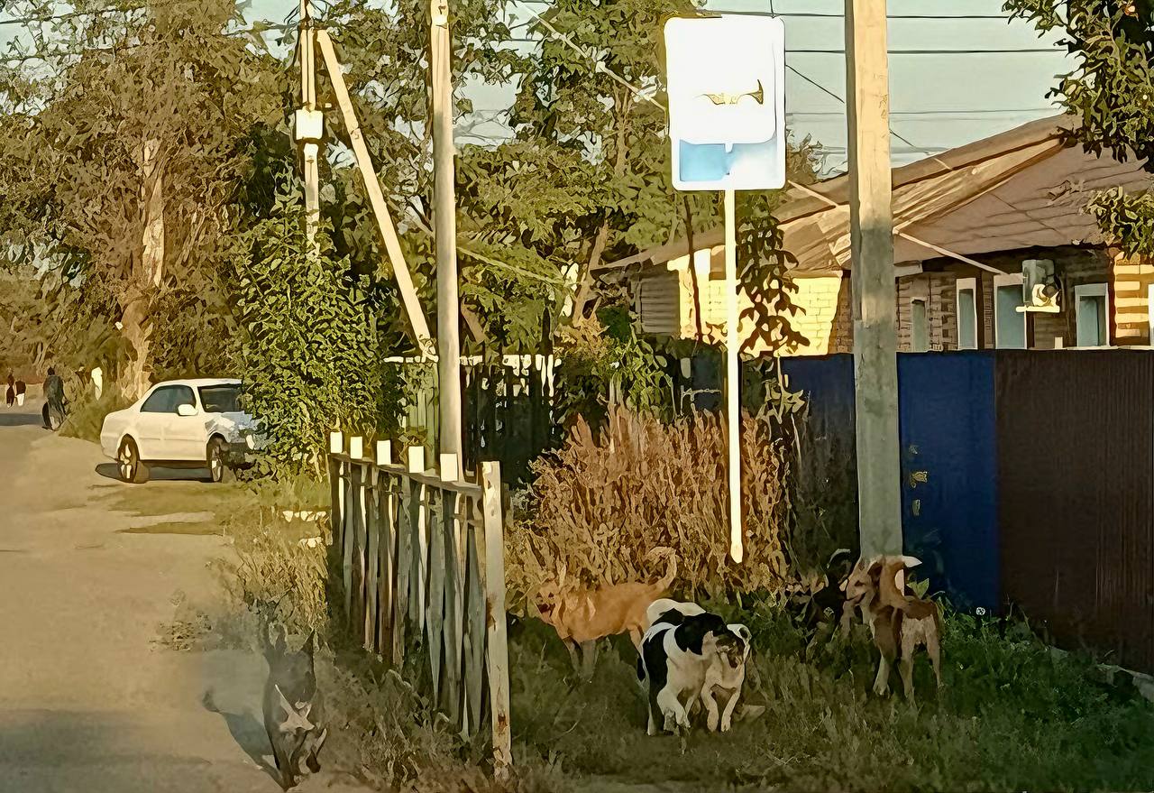 В Соль-Илецке на отлов бродячих собак не могут найти подрядчика